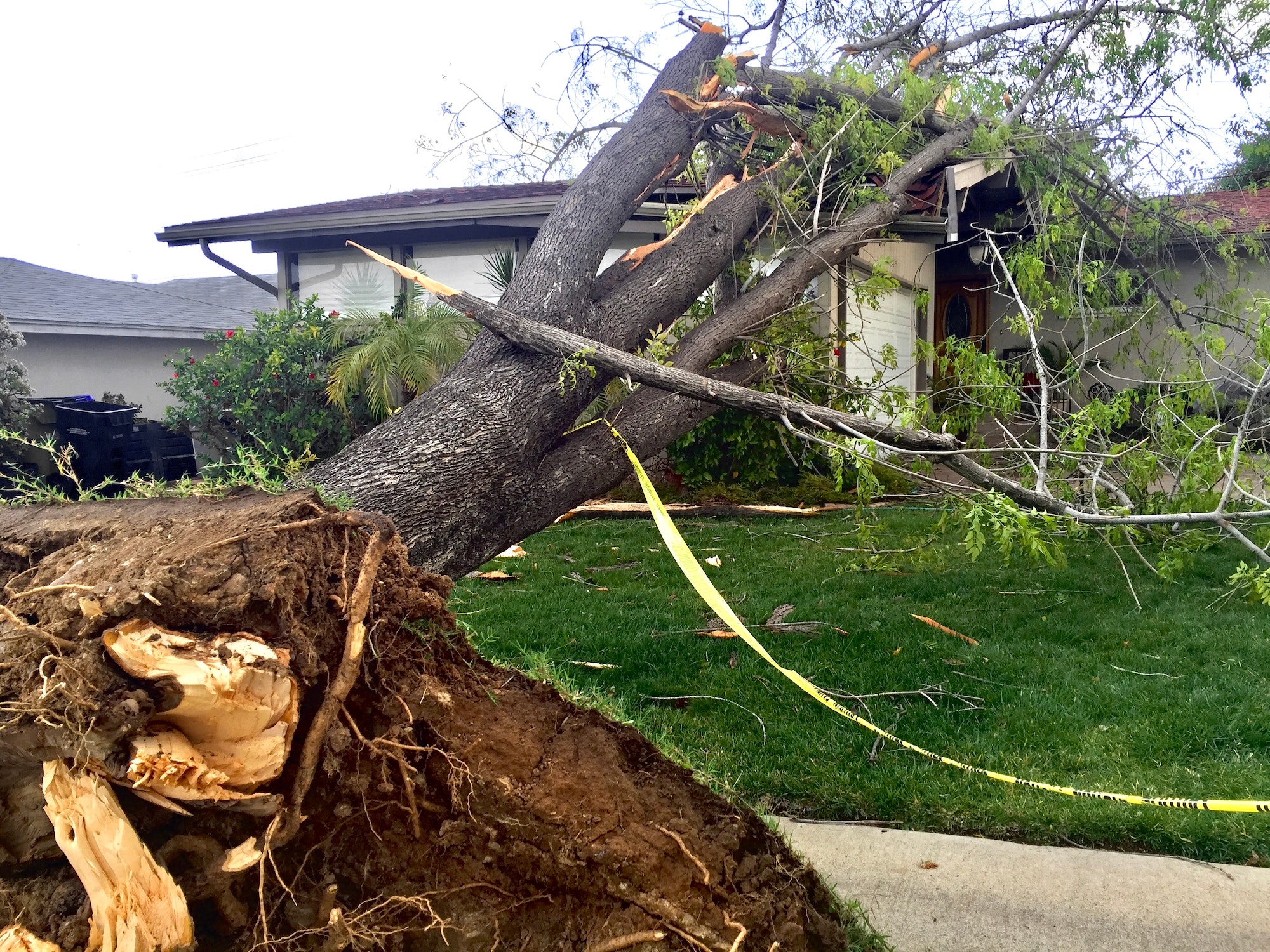 Natural disasters effect on property. A tree falls on a family home in a suburban neighborhood